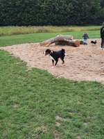 Hundeauslaufgebiet-Hundefreilauf Borken-Bild