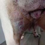 Plötzlicher nässender und blutiger Ausschlag bei unserem Hund?-Beitrag-Bild