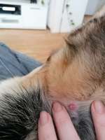 Wucherung hinterm Ohr, hat jemand soetwas schon gesehen? - UPDATE: Atherom wurde entfernt --Beitrag-Bild