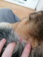 Wucherung hinterm Ohr, hat jemand soetwas schon gesehen? - UPDATE: Atherom wurde entfernt --Beitrag-Bild