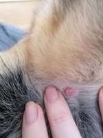 Wucherung hinterm Ohr, hat jemand soetwas schon gesehen? - UPDATE: Atherom wurde entfernt --Beitrag-Bild