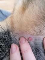 Wucherung hinterm Ohr, hat jemand soetwas schon gesehen? - UPDATE: Atherom wurde entfernt --Beitrag-Bild