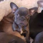 Ersteller:in Schu Profilbild