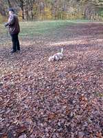 Hundeauslaufgebiet-Pfotenwiese-Bild