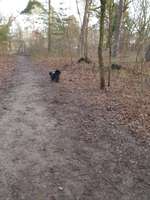 Hundeauslaufgebiet-Hundeauslaufplatz/Park Fürstenwalde /Spree-Bild