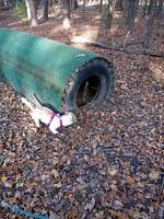 Hundeauslaufgebiet-Pfotenwiese-Bild