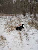 Hundeauslaufgebiet-Berkenbrück-Bild