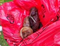 Kot hund-Beitrag-Bild