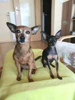 Prager Rattler-Beitrag-Bild