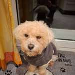 Allergie auf Rindfleisch-Beitrag-Bild