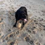 Wie bringe ich ein Spiel süchtigen jedoch mit Zerstörfreude des Spielzeuges  das apportieren bei ?-Beitrag-Bild