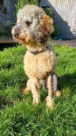 Fixateur extern - wie geht man damit um?-Beitrag-Bild