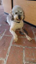 Fixateur extern - wie geht man damit um?-Beitrag-Bild