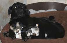 Hunde und Katzen harmonisch miteinander-Beitrag-Bild