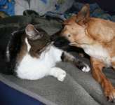 Hunde und Katzen harmonisch miteinander-Beitrag-Bild