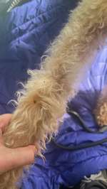 Gibt es momentan besonders viele Zecken?-Beitrag-Bild