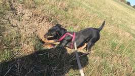 Suche Jagdterrier halter-Beitrag-Bild