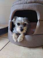 Suche die "Geschwister"meiner Tierheimhündin aus dem Tierheim Mönchengladbach-Beitrag-Bild