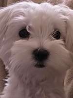 Bitte helfen zecke zu entfernen-Beitrag-Bild