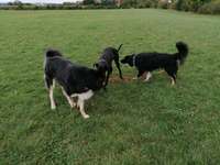 Hundeauslaufgebiet-Walldorf-Bild