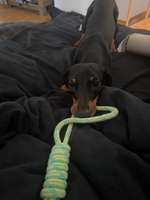 Ausschlag 9 Monatiger Dackel Welpe hat jetzt vor 3 Tagen juckreiz gehabt-Beitrag-Bild