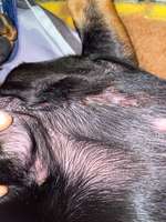 Ausschlag 9 Monatiger Dackel Welpe hat jetzt vor 3 Tagen juckreiz gehabt-Beitrag-Bild