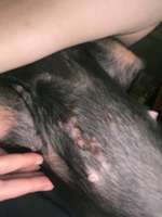 Ausschlag 9 Monatiger Dackel Welpe hat jetzt vor 3 Tagen juckreiz gehabt-Beitrag-Bild