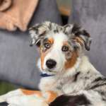 Suchmeldung-Skyla-Bild