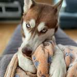 Ersteller:in Va Profilbild