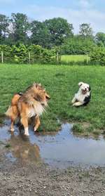 Hundeauslaufgebiet-Hundewiese St. Tönis-Bild