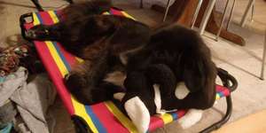 Campingthread mit Hund - von tollen und schlechten Plätzen, Erfahrungen und Tipps-Beitrag-Bild