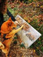 Hundeauslaufgebiet-Erlebnispfad Binger Wald-Bild