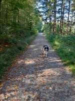 Hundeauslaufgebiet-Wald zwischen Germering und Planegg-Bild