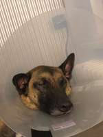 Schuhe/Socken für empfindliche Pfoten-Beitrag-Bild