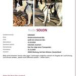 Suchmeldung-Solon-Bild