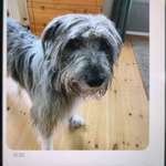 Suchmeldung-Findus-Bild