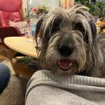 Suchmeldung-Findus-Bild