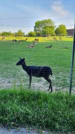 Hundeauslaufgebiet-Gleichen-Bild