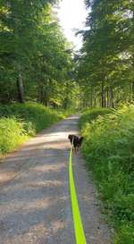 Hundeauslaufgebiet-Gleichen-Bild