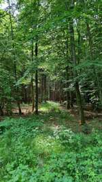 Hundeauslaufgebiet-Tiroler Seen-Bild