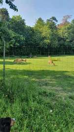 Hundeauslaufgebiet-Gleichen-Bild