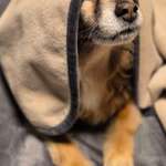 Fettreduziertes Nassfutter (Gastro) für Seniorhündin-Beitrag-Bild