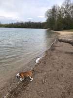 Hundeauslaufgebiet-Grötzinger Bagersee - Hundestrand-Bild