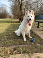 Hundeauslaufgebiet-Buga-Bild