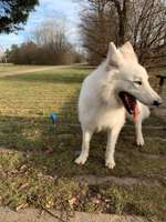 Hundeauslaufgebiet-Buga-Bild