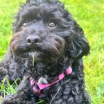 Suchmeldung-Finja-Bild