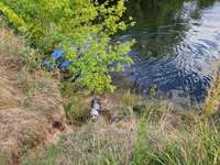 Hundeauslaufgebiet-Hundewiese in Bad Salzungen-Bild