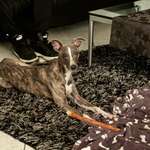 Ersteller:in Susan Profilbild