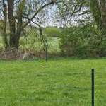 Hundeauslaufgebiet-Osteeler Hundewiese-Bild