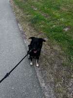 Begegnungen mit heißen Hündinnen-Beitrag-Bild